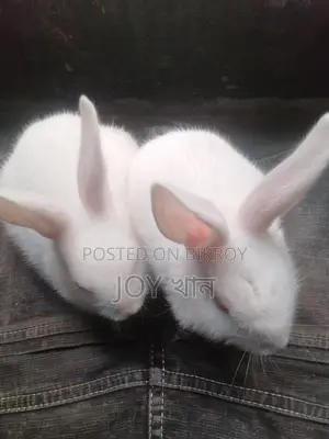 Rabbits for Sale