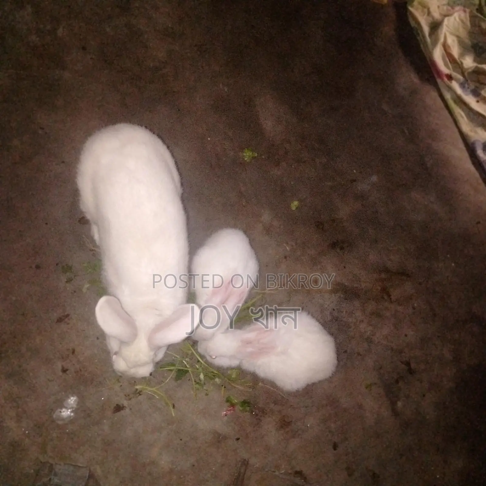 Rabbits for Sale