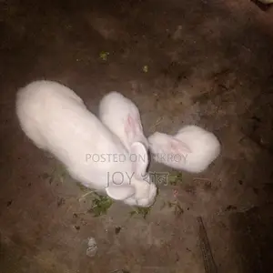 Rabbits for Sale