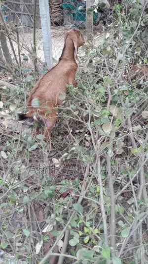 Goats for Sale