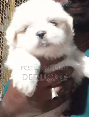 Sidju Dog
