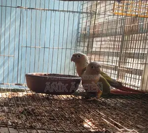 পাইনআপেল কুনুর রানিং