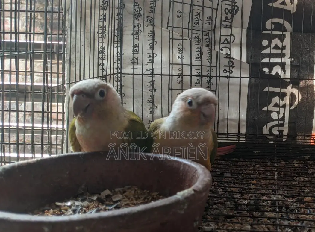 পাইনআপেল কুনুর রানিং