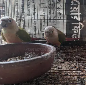 পাইনআপেল কুনুর রানিং