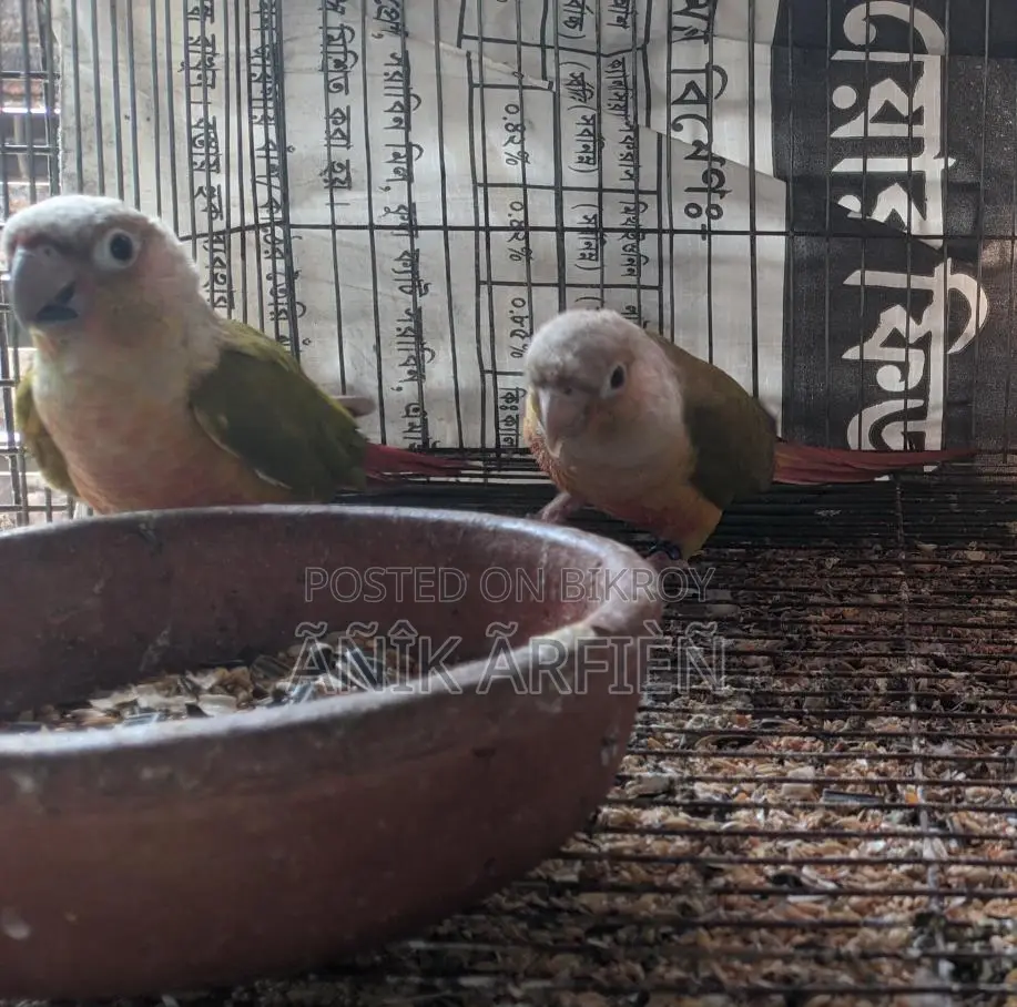 পাইনআপেল কুনুর রানিং