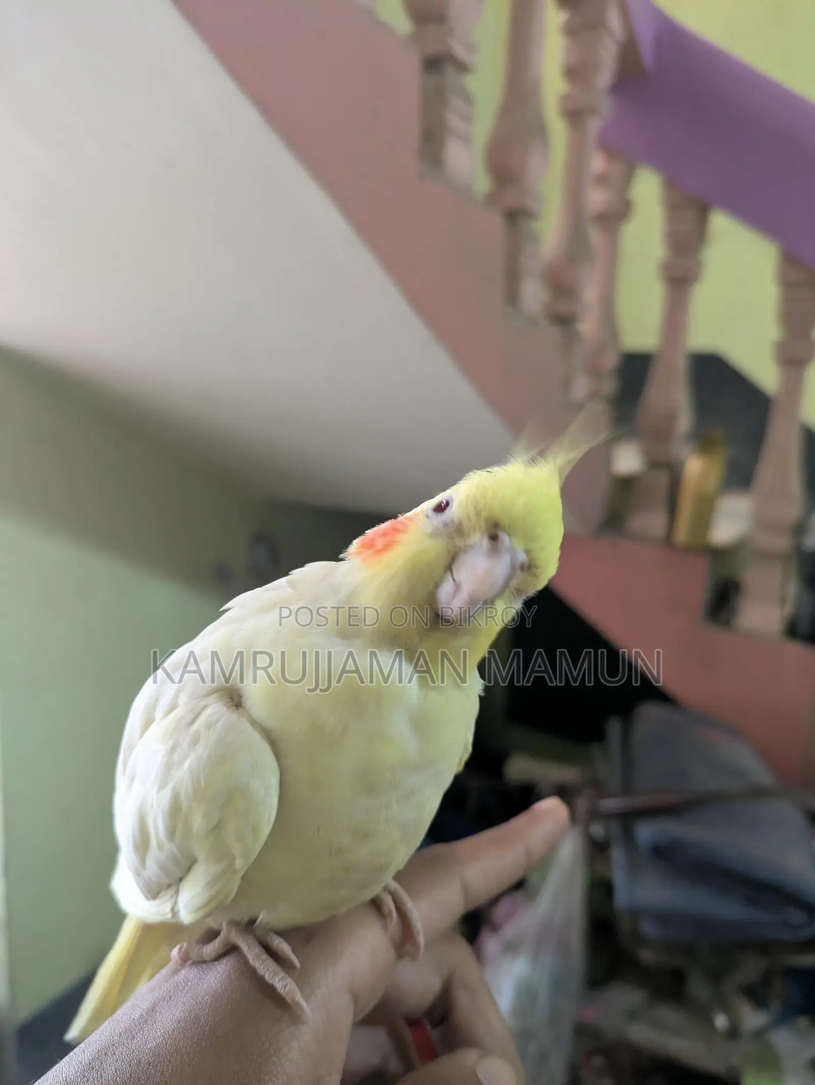 Cockatiel Bird.