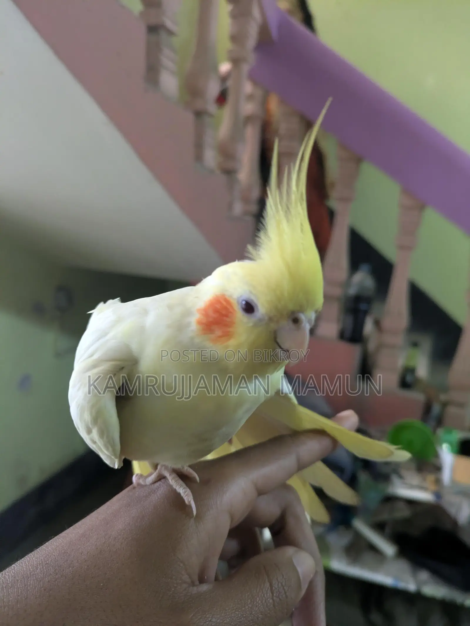 Cockatiel Bird.