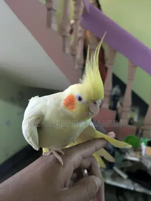 Cockatiel Bird.