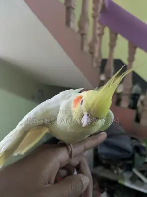 Cockatiel Bird.