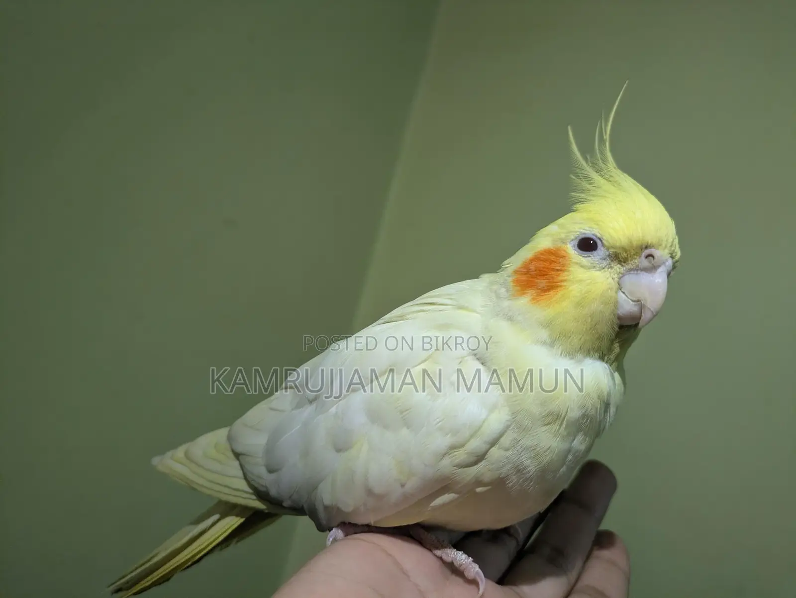 Cockatiel Bird.