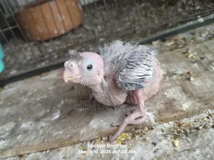 একটি ককাটেল বেবি বিক্রি হবে