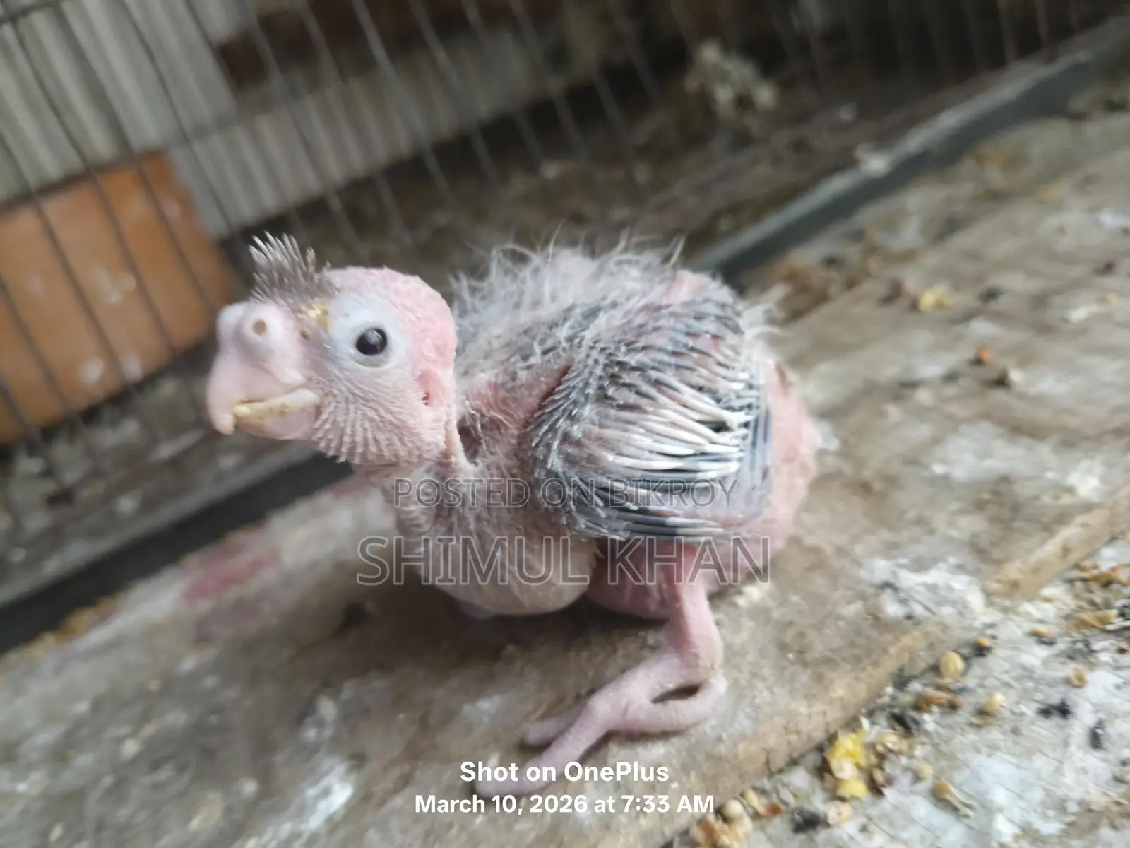 Cockatiel Baby for Sale
