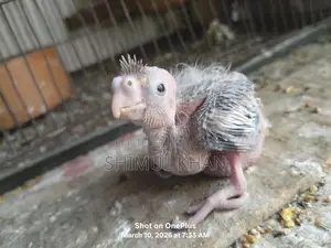 Cockatiel Baby for Sale