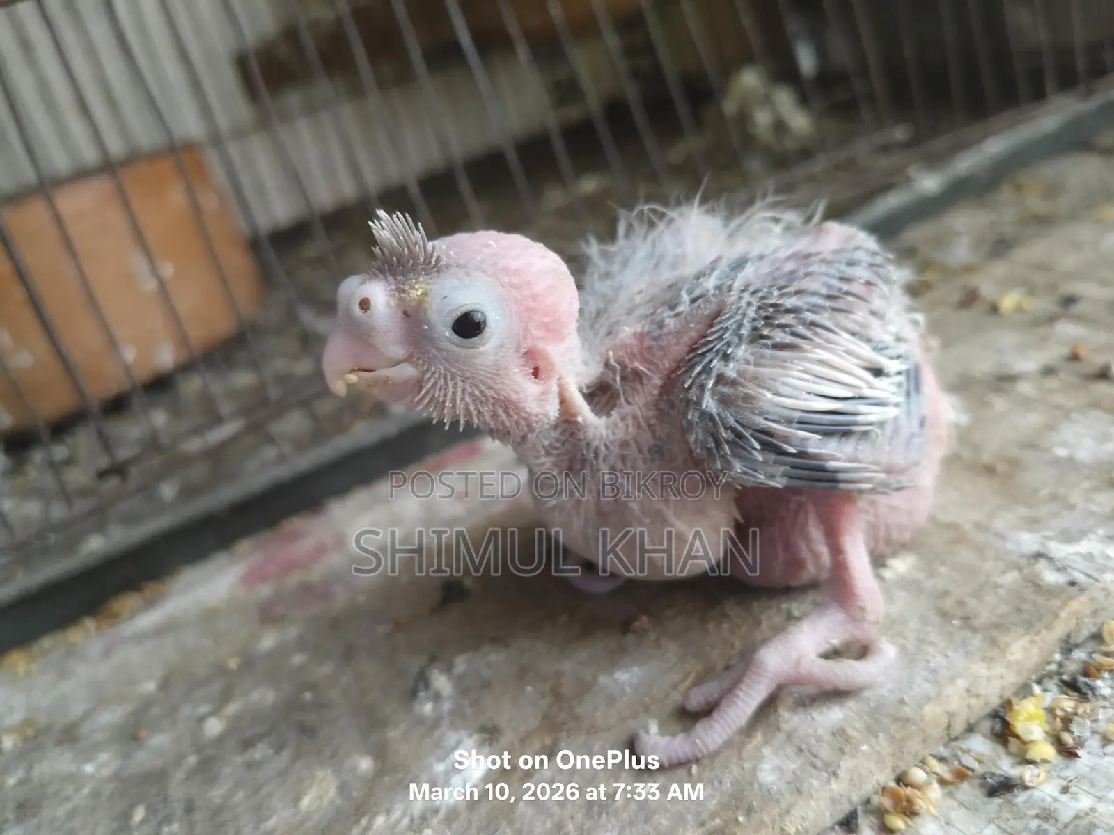 Cockatiel Baby for Sale