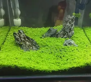 Aquarium plants
