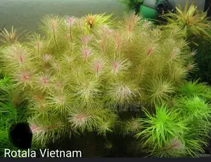 Aquarium plants