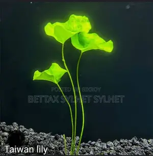 Aquarium plants