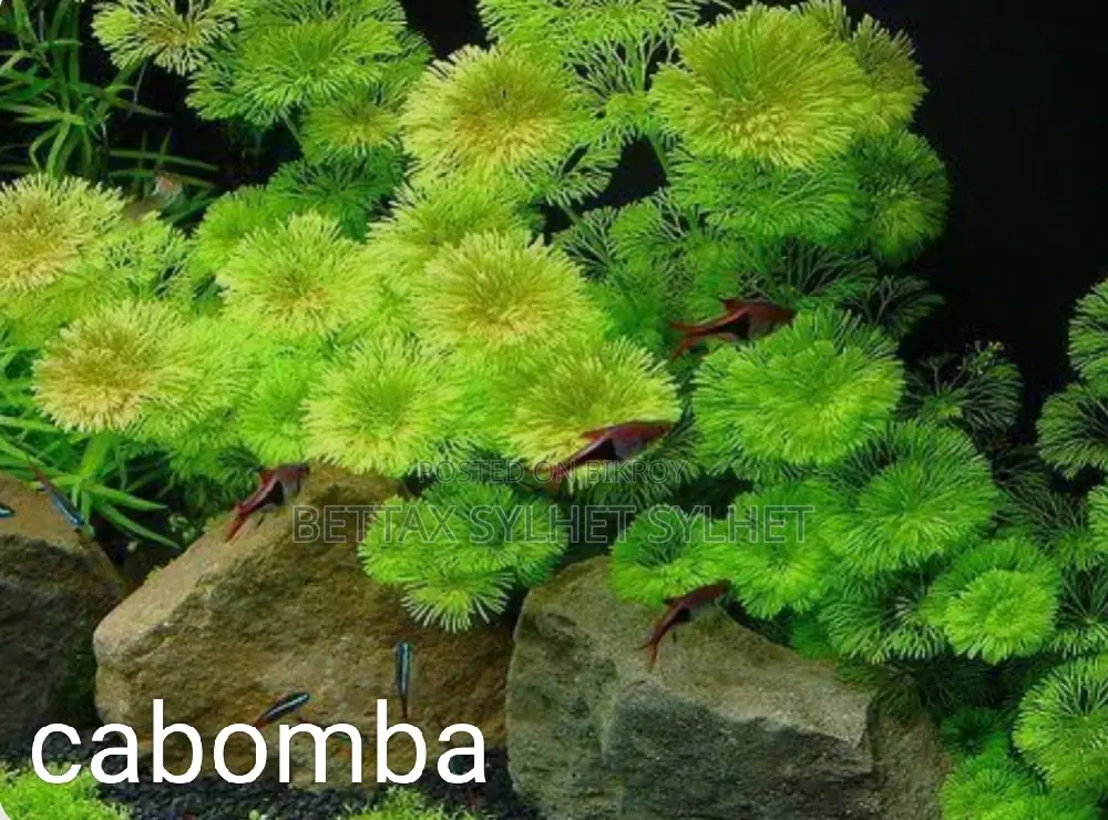 Aquarium plants