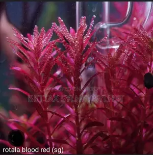Aquarium plants