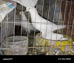 এ কবুতর জোড়া আছে সাথে একটা বাচ্চা বলছে কেউ যদি নিতে