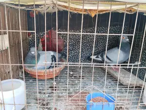 Two Pairs of Racing Pigeons for Sale