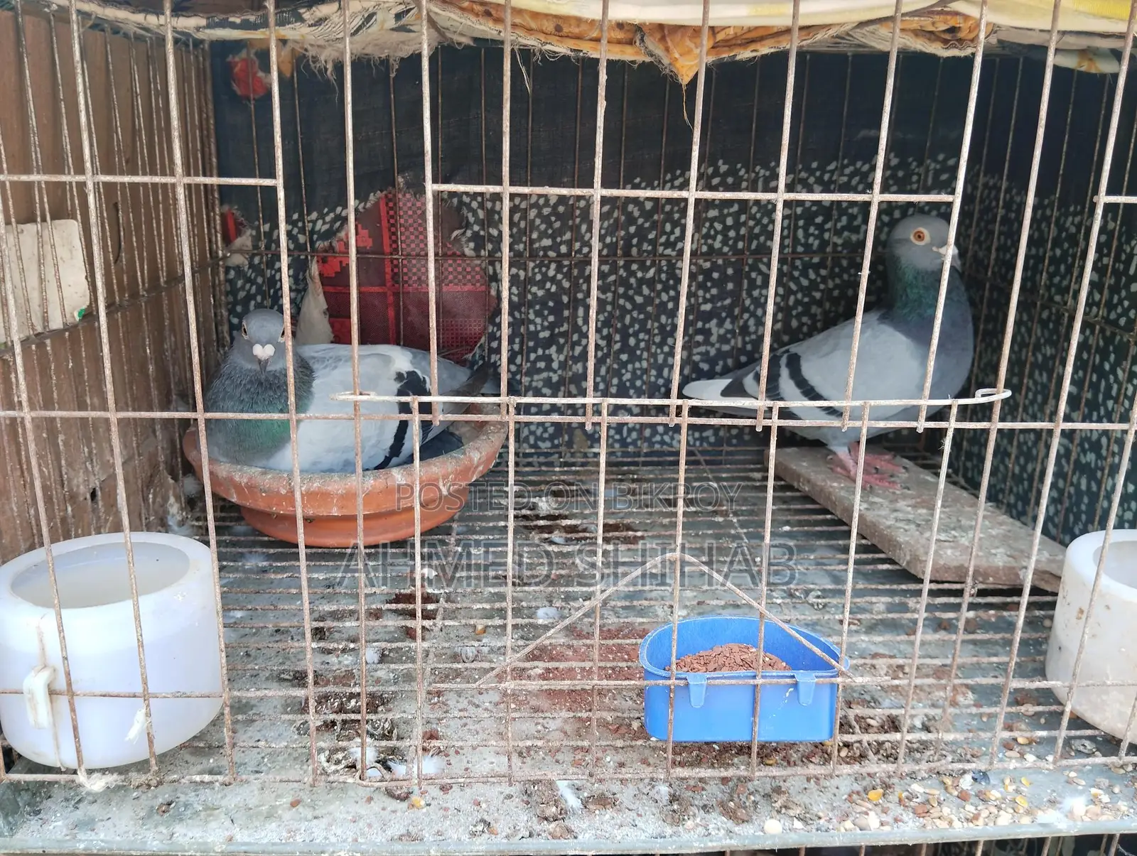 Two Pairs of Racing Pigeons for Sale