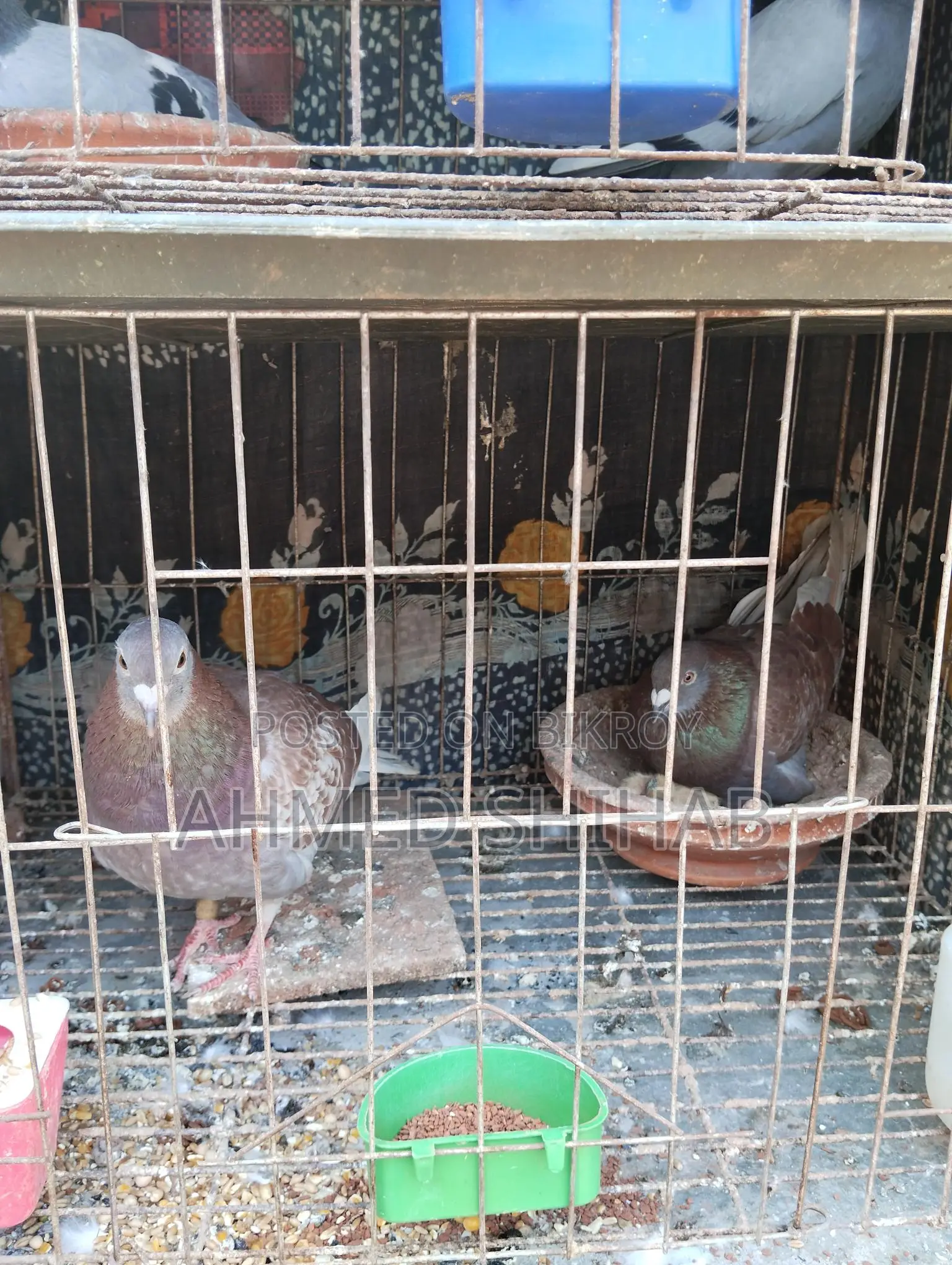 Two Pairs of Racing Pigeons for Sale