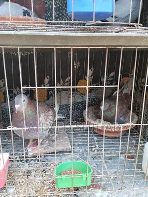 Two Pairs of Racing Pigeons for Sale