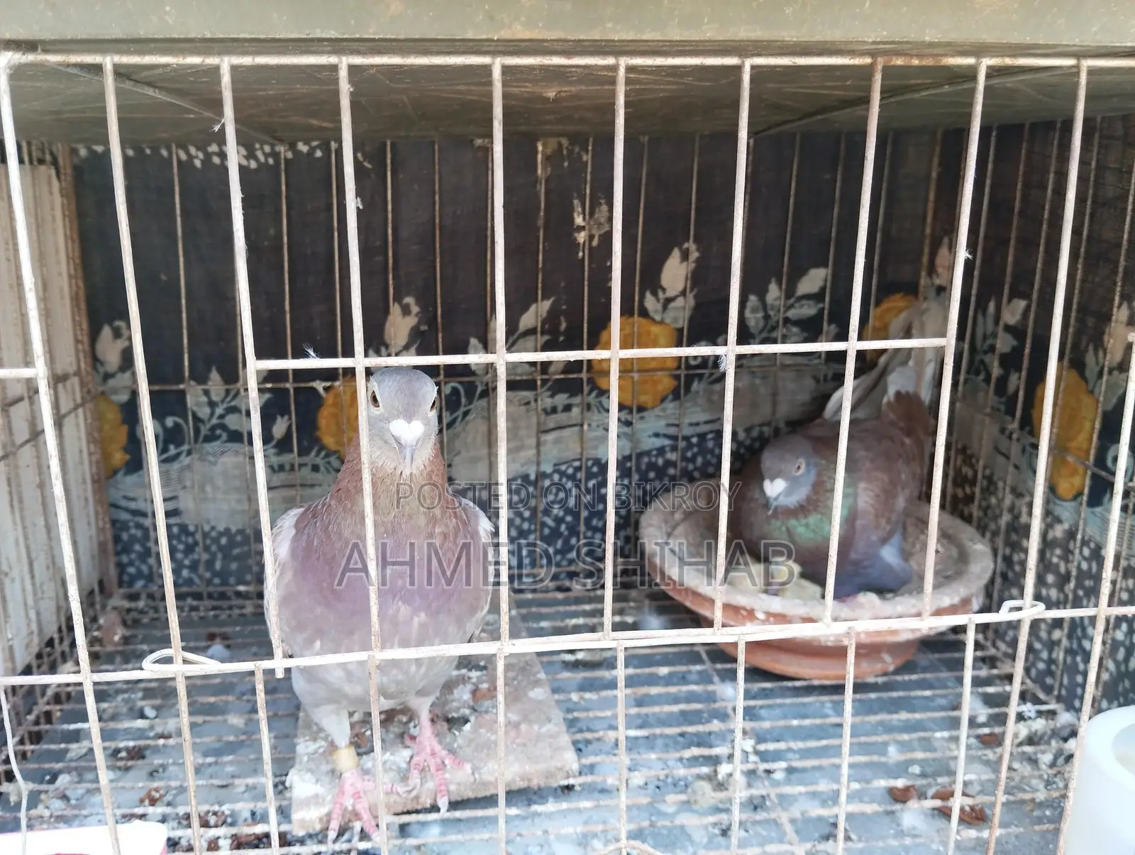 Two Pairs of Racing Pigeons for Sale