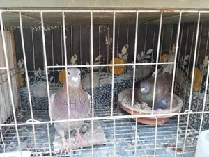 Two Pairs of Racing Pigeons for Sale