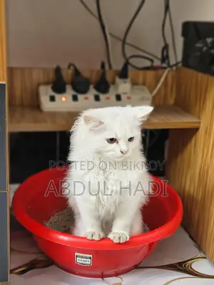 Male Cat for Sale
