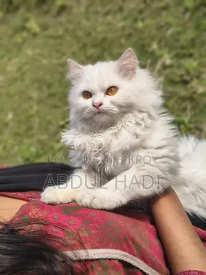 Male Cat for Sale