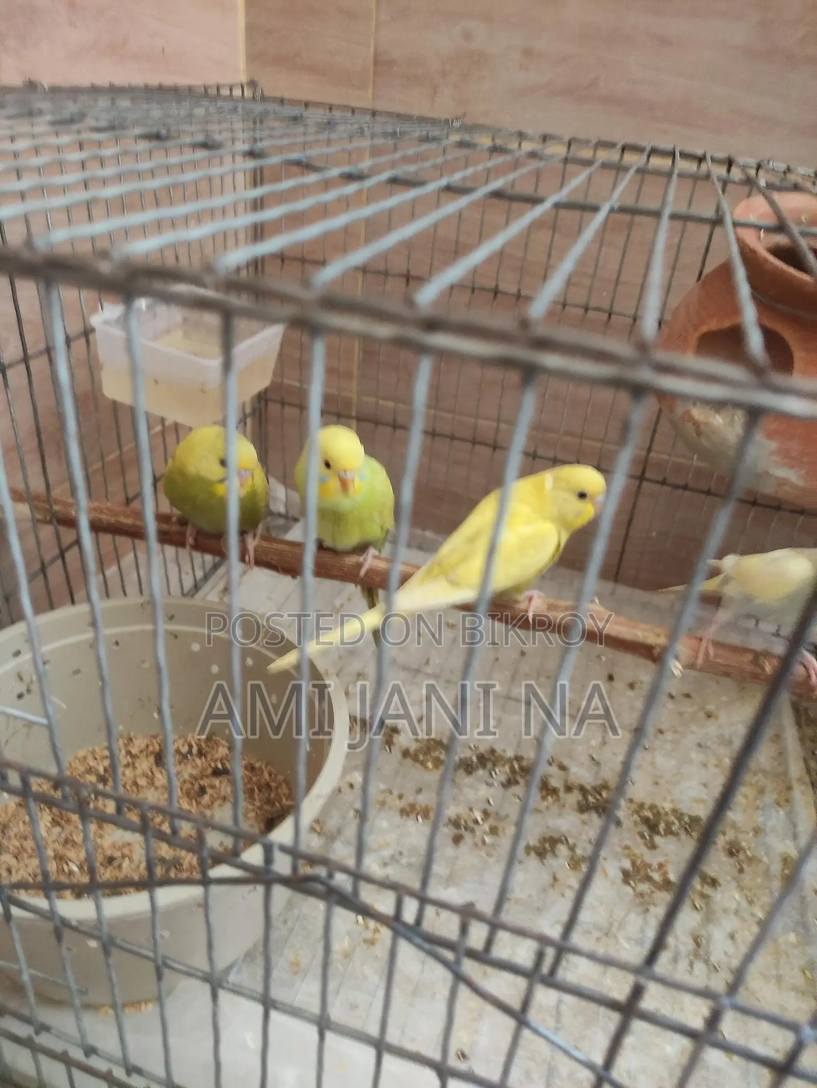 ৫ পিস সেমি এডাল্ট মাছ