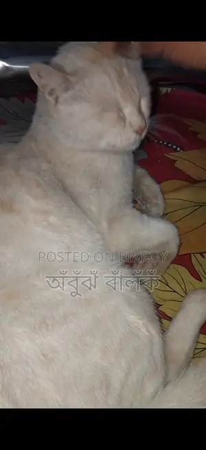 বিড়াল বিক্রি করা হবে
