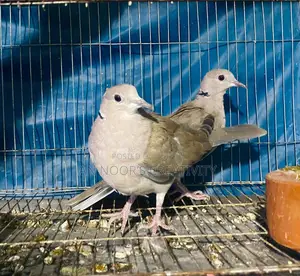Ringneck Dove
