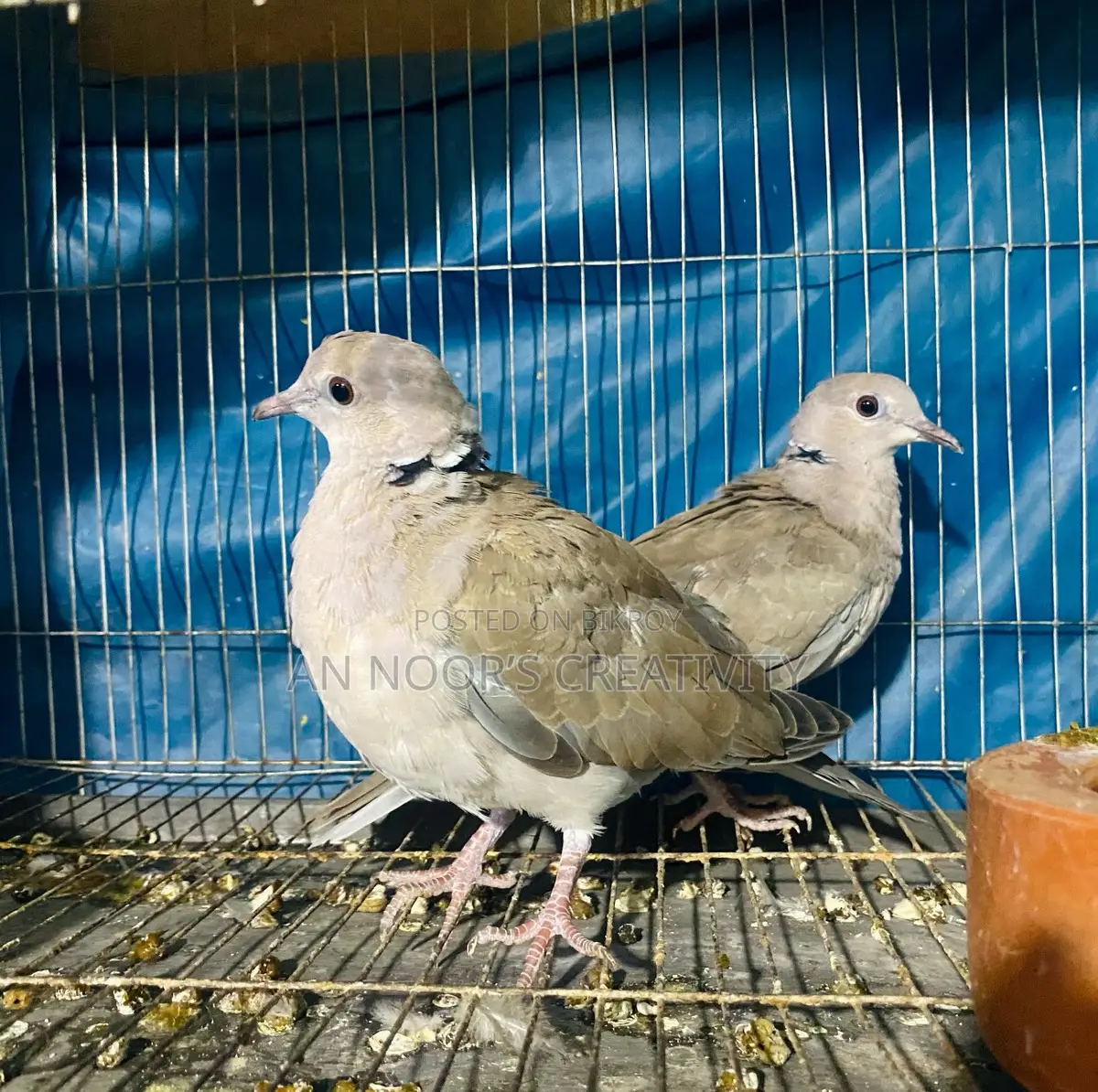 Ringneck Dove