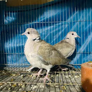 Ringneck Dove