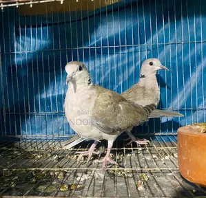 Ringneck Dove