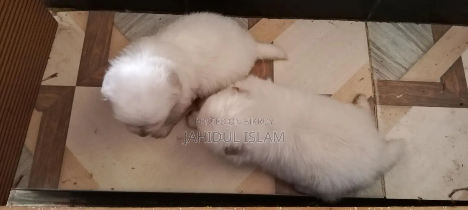 2 Pomeranian Dogs for Sale