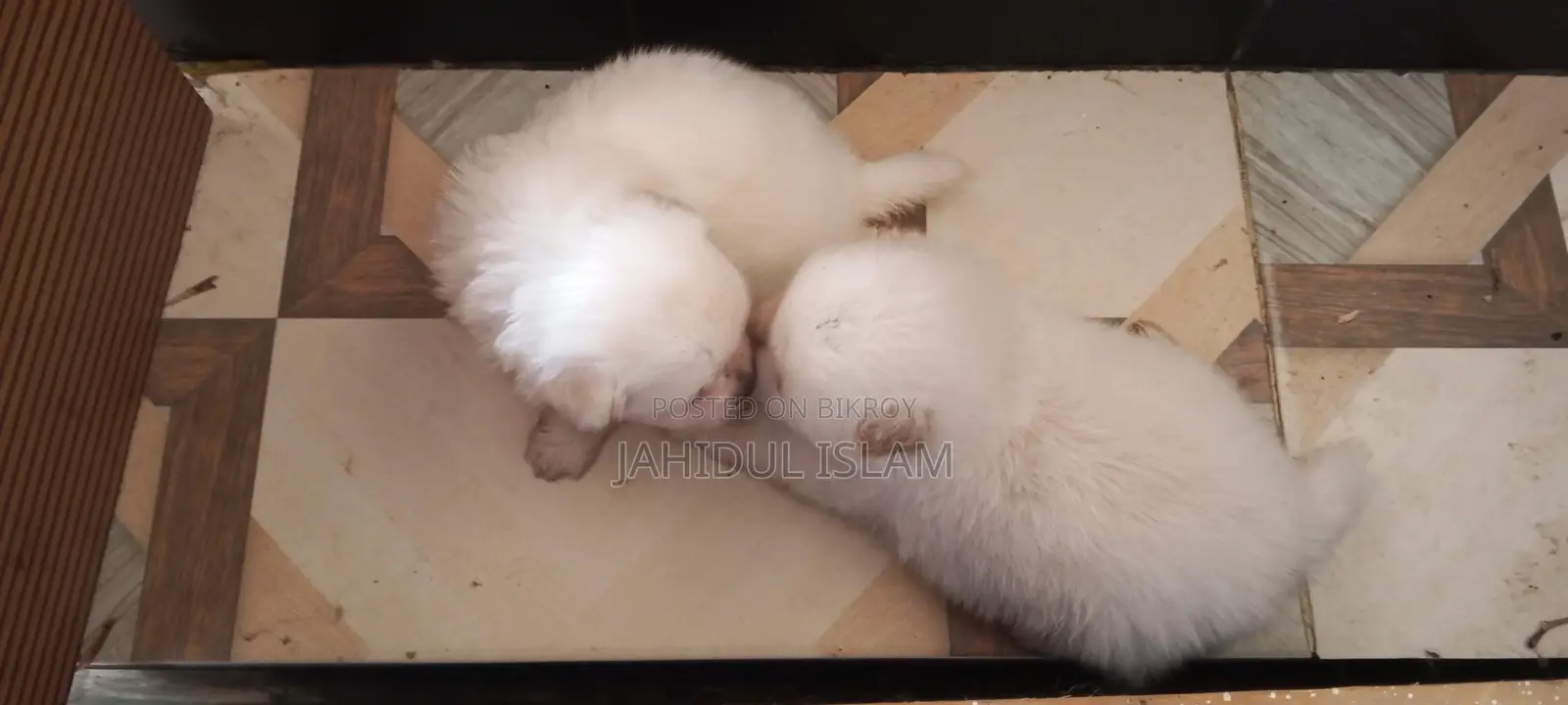 2 Pomeranian Dogs for Sale
