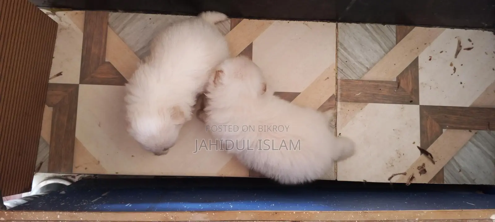 2 Pomeranian Dogs for Sale