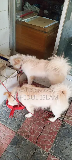 2 Pomeranian Dogs for Sale