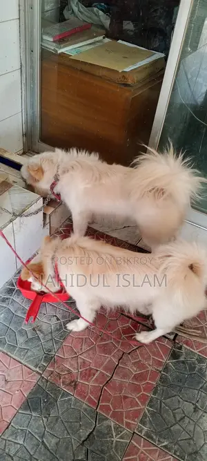 2 Pomeranian Dogs for Sale