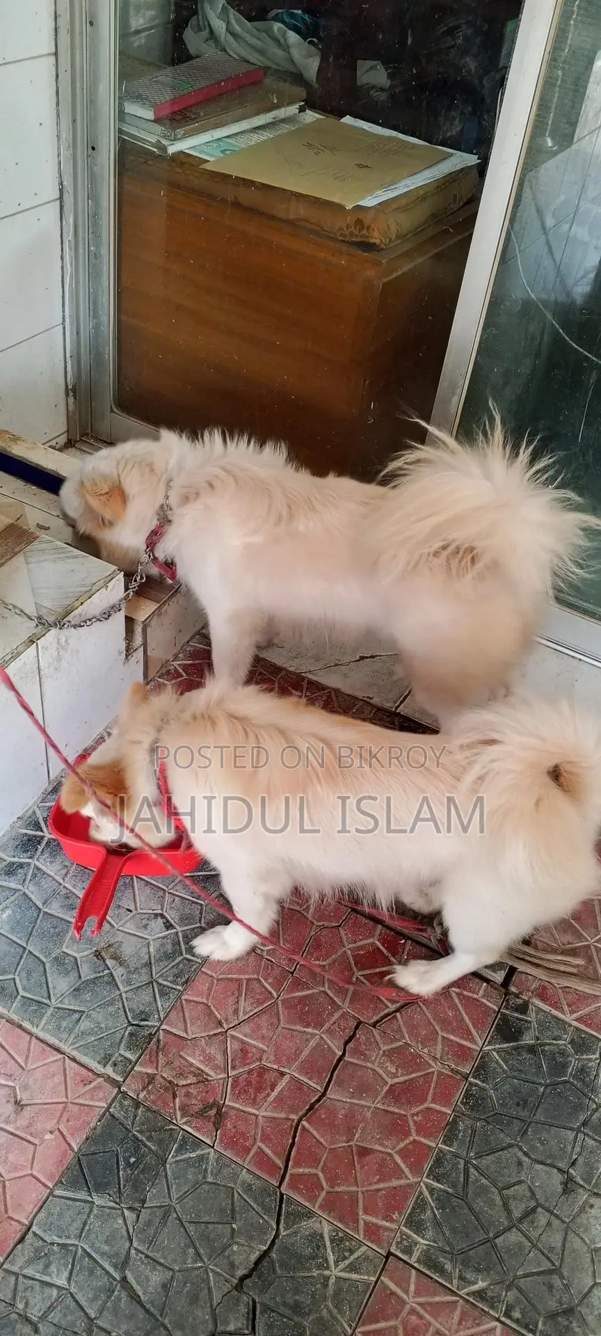 2 Pomeranian Dogs for Sale