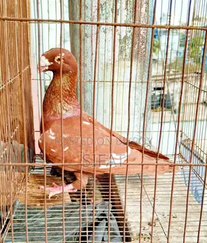 Red Pied Beauty Homa Male