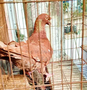 Red Pied Beauty Homa Male