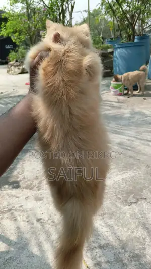 জিঞ্জার পার্সিয়ান ক্যাট