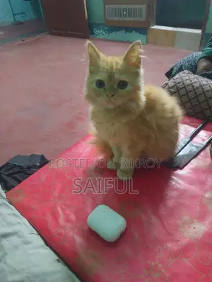 জিঞ্জার পার্সিয়ান ক্যাট