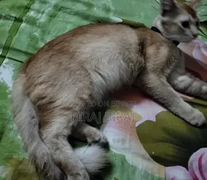 Cat for sale