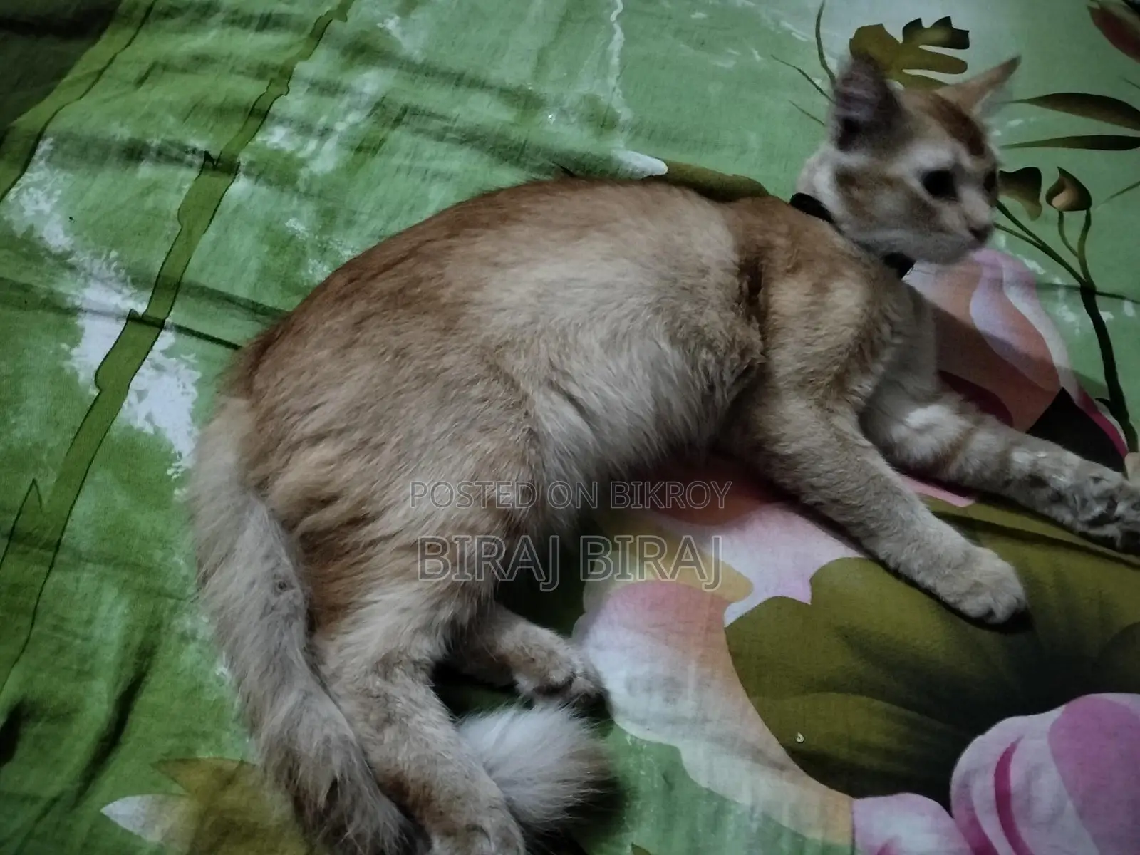 Cat for sale